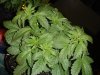 2days Flowering 006.jpg