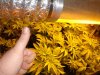 2days Flowering 009.jpg