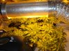 2days Flowering 010.jpg