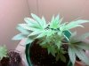 oct18-big plant 11-21-08.jpg