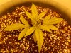 New indoor grow 005.jpg