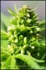 marijuna-male-plant.jpg