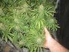 Full Grow Library 3-13-14 024.jpg