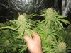 Full Grow Library 3-13-14 023.jpg