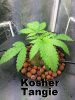 Kosher Tangie.jpg