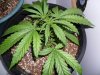 New indoor grow 026.jpg