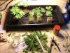 week 6 and male clones001.jpg
