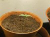 grow journal 046.jpg