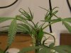 grow journal 047.jpg