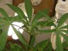 grow journal 048.jpg