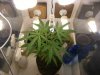 grow journal 049.jpg