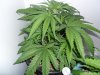 New indoor grow 040.jpg