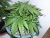 New indoor grow 042.jpg