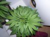 New indoor grow 043.jpg