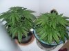 New indoor grow 044.jpg