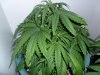 New indoor grow 048.jpg