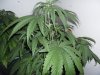 New indoor grow 049.jpg