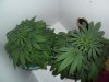 New indoor grow 051.jpg