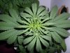 New indoor grow 053.jpg