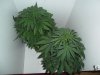 New indoor grow 059.jpg