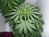 New indoor grow 057.jpg