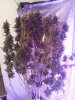Day 76 , Trim & Harvest (1).jpg