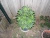 New indoor grow 061.jpg