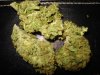 Sour Diesel - 1.jpg