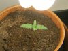 grow journal 051.jpg