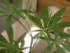 grow journal 052.jpg