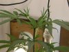 grow journal 053.jpg