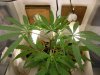 grow journal 054.jpg