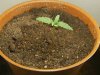 grow journal 057.jpg