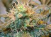 18 g tubbler dwc 034.jpg