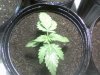 Papaya1.jpg