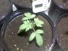 Papaya2.jpg