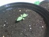 Papaya5.jpg