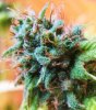 weeded 140.JPG
