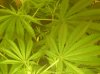 18 g tubbler dwc 040.jpg