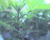 img085.jpg