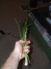 11-28 Hemp stalks.jpg