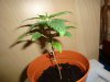 DSC00595.jpg