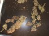 bud2 001.jpg