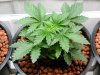 prnkstr-albums-grow-log-picture23456-unknown-seed-2-got-friend.jpg