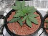 prnkstr-albums-grow-log-picture23457-unknown-seed-1.jpg