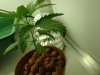 DSC00616.JPG