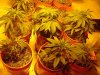 mrhowardmarks-albums-grow-journal-picture23700-re13.jpg
