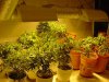 mrhowardmarks-albums-grow-journal-picture23696-re9.jpg