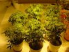 mrhowardmarks-albums-grow-journal-picture23691-re3.jpg