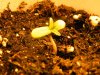 Seedling_1.JPG